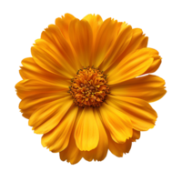 AI generated Marigold flower PNG. Marigold flower top view PNG. Orange marigold flower flat lay PNG. Orange flower isolated png