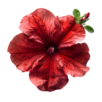 AI generated Red petunia flower PNG. Red flower isolated. Petunia top view PNG. Petunia flower flat lay PNG. Summertime flower png