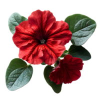 AI generated Red petunia flower PNG. Red flower isolated. Petunia top view PNG. Petunia flower flat lay PNG. Summertime flower png