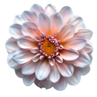 AI generated flower png top view. flower flat lay png. spring time flower isolated