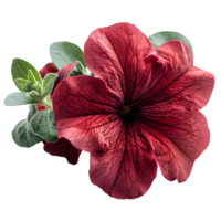 ai gerado vermelho petúnia flor png. vermelho flor isolado. petúnia topo Visão png. petúnia flor plano deitar png. horário de verão flor png