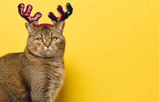 An adult gray cat sits on a yellow background, with a circlet of deer antlers on its head. Christmas background photo