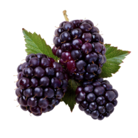 AI generated Blackberry fruit PNG. Blackberries isolated. Blackberry top view PNG. Blackberries flat lay PNG