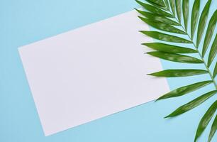 Blank sheet of white paper and palm branch on blue background photo