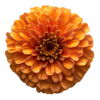 AI generated Marigold flower PNG. Marigold flower top view PNG. Orange marigold flower flat lay PNG. Orange flower isolated png