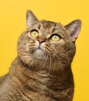 A cute adult straight-eared Scottish breed gray cat sits photo