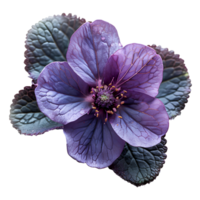 AI generated Purple primrose flower png. yellow primrose flower top view PNG. yellow flower flat lay PNG. Primrose flower isolated. Spring time bloom png