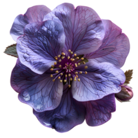 AI generated Purple primrose flower png. yellow primrose flower top view PNG. yellow flower flat lay PNG. Primrose flower isolated. Spring time bloom png