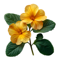 AI generated Yellow primrose flower png. yellow primrose flower top view PNG. yellow flower flat lay PNG. Primrose flower isolated. Spring time bloom png