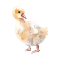 Watercolor cute goose chick. Fluffy white bird illustration. Little Easter gosling hand drawn . Painted farm nestling. Domestic pet youngling. Element for design Easter, package. png