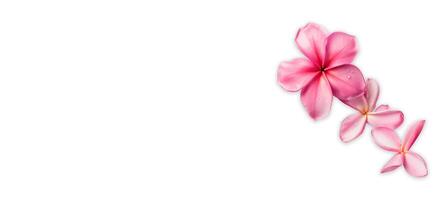 AI generated Pink Frangipani isolated on White background photo