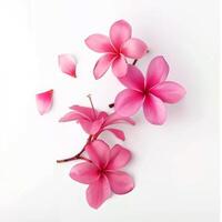 AI generated Pink Frangipani isolated on White background photo