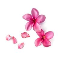 AI generated Pink Frangipani isolated on White background photo