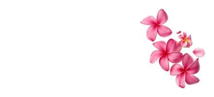 AI generated Pink Frangipani isolated on White background photo