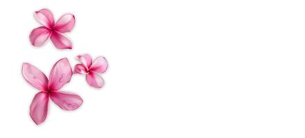 AI generated Pink Frangipani isolated on White background photo