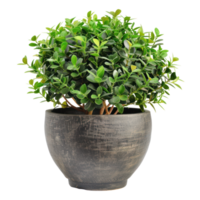 AI generated Houseplant in Stylish Modern plant Pot clipart png