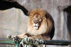 The lion lies and looks at the camera. Sunny photo against the background of a rock.