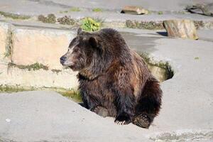 Big brown bear. A grizzly bear sits in the zoo. Sunny photo against the background of a rock.