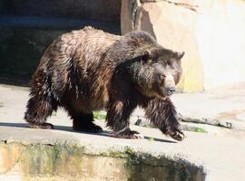 Big brown bear. A grizzly bear walks in the zoo. Sunny photo against the background of a rock.