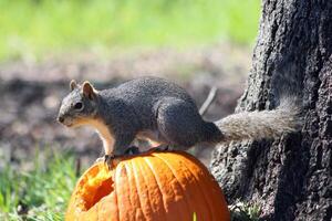 A squirrel eats a pumpkin under a tree on green grass. Spring or autumn photography. The squirrel gnawed a hole in the pumpkin. photo