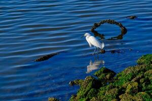 Snowy egret on rocky shoreline hunting in at sunrise in Biloxi Mississippi photo