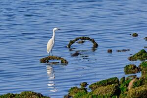 Snowy egret on rocky shoreline hunting in at sunrise in Biloxi Mississippi photo