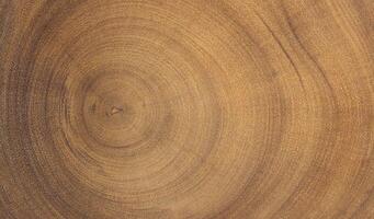Cross section of tree trunk. Wood texture of cut tree trunk. photo