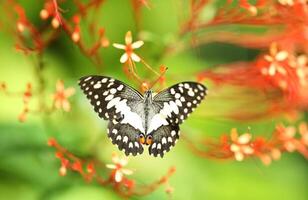 Lima mariposa o limón mariposa en rojo flor foto