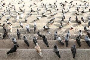 Crowd of pigeons on cement steps. photo