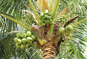 Coconut cluster on coconut tree,  Bunch of fresh coconuts hanging on tree. photo