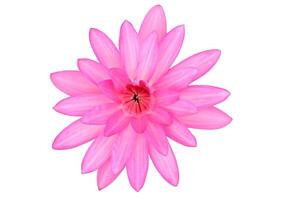 Pink Hairy water lily on transparent background. Nymphaea lotus. photo