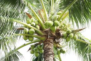 Coconut cluster on coconut tree, Bunch of fresh coconuts hanging on tree. photo