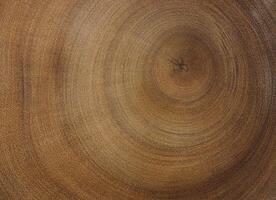 Cross section of tree trunk. Wood texture of cut tree trunk. photo