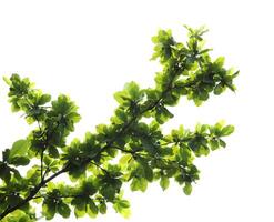 Green leaves with branch isolated on white background. Indian almond leaves. photo