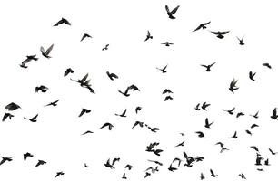 Silhouettes of pigeons in flight isolated on photo