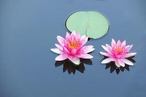 Lotus flower with reflection on calm water surface photo