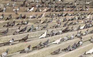 Crowd of pigeons on cement steps. photo