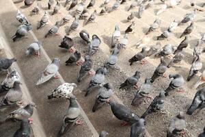 Crowd of pigeons on cement steps. photo