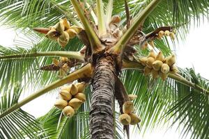 Coconut cluster on coconut tree, Bunch of fresh coconuts hanging on tree. photo