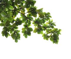 Green leaves with branch isolated on white background. Indian almond leaves. photo