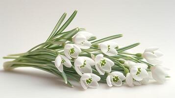 AI generated Snowdrop flower on a white background photo