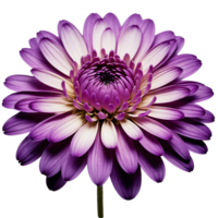 ai généré chrysanthème image isolé sur une transparent Contexte png photo