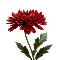 ai généré chrysanthème image isolé sur une transparent Contexte png photo