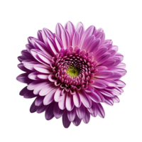 AI generated Chrysanthemum image isolated on a transparent background PNG photo