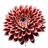 ai généré chrysanthème image isolé sur une transparent Contexte png photo