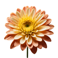 AI generated Chrysanthemum image isolated on a transparent background PNG photo