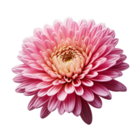 ai generiert Chrysantheme Bild isoliert auf ein transparent Hintergrund png Foto