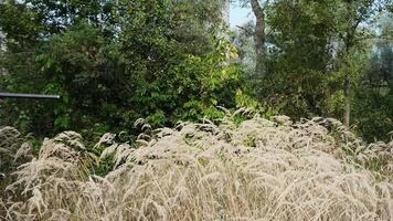 ein Jäger mit ein Gewehr ist auf ein hoch Gras. er jagt Nieder ein wild Tier im das Wald. video