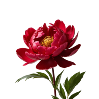 AI generated Peony image isolated on a transparent background PNG photo