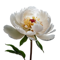 AI generated Peony image isolated on a transparent background PNG photo